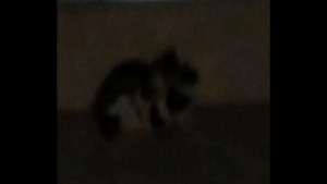 Thetidos cat fight mma