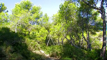 hard cock in auroras cunt