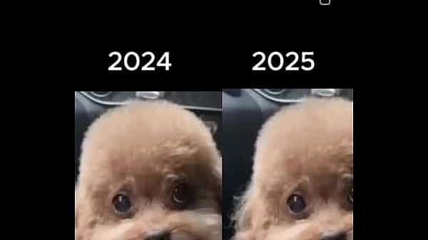 Perro chino